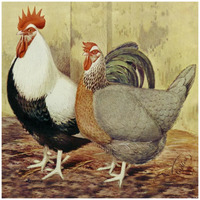 Chickens: Silver-Grey Dorkings-Paper Art-42"x42"