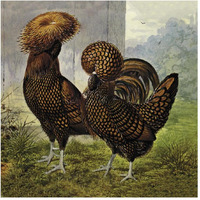 Chickens: Gold Spangled Polish-Paper Art-20"x20"