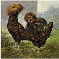 Chickens: Gold Spangled Polish-Paper Art-38"x38"