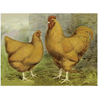 Chickens: Buff Orpingtons-Paper Art-26"x20"