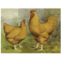 Chickens: Buff Orpingtons-Paper Art-34"x26"