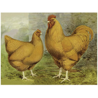 Chickens: Buff Orpingtons-Paper Art-42"x32"