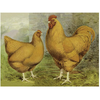 Chickens: Buff Orpingtons-Paper Art-50"x38"