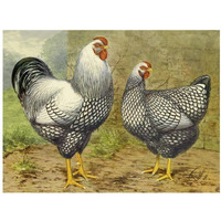 Chickens: Silver Laced Wyandottes-Paper Art-18"x14"