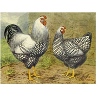 Chickens: Silver Laced Wyandottes-Paper Art-50"x38"