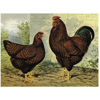 Chickens: Golden Wyandottes-Paper Art-26"x20"