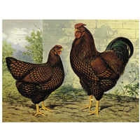 Chickens: Golden Wyandottes-Paper Art-34"x26"