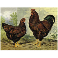 Chickens: Golden Wyandottes-Paper Art-42"x32"