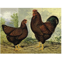 Chickens: Golden Wyandottes-Paper Art-50"x38"