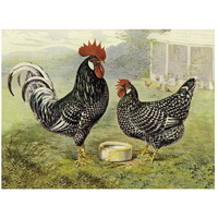 Chickens: Anconas-Paper Art-26"x20"