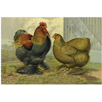 Chickens: Partridge Cochins-Paper Art-20"x14"