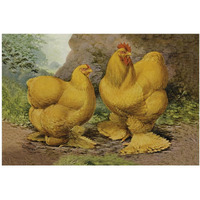 Chickens: Buff Cochins-Paper Art-20"x14"