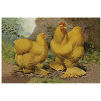 Chickens: Buff Cochins-Paper Art-32"x22"