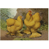 Chickens: Buff Cochins-Paper Art-50"x34"