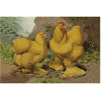 Chickens: Buff Cochins-Paper Art-62"x42"