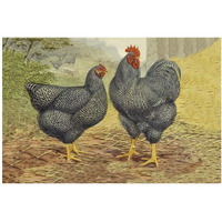 Chickens: Plymouth Rocks-Paper Art-20"x14"