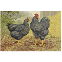 Chickens: Plymouth Rocks-Paper Art-26"x18"