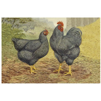 Chickens: Plymouth Rocks-Paper Art-32"x22"