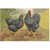 Chickens Plymouth Rocks-Paper Art-50&quotx34"