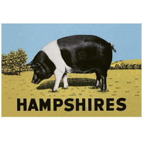 Pigs and Pork: Hampshires-Paper Art-20"x14"