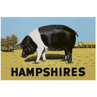 Pigs and Pork: Hampshires-Paper Art-26"x18"