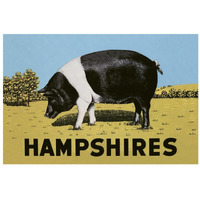 Pigs and Pork: Hampshires-Paper Art-32"x22"