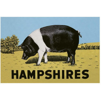 Pigs and Pork: Hampshires-Paper Art-50"x34"