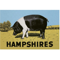 Pigs and Pork: Hampshires-Paper Art-62"x42"