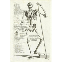 Anatomical diagram showing human skeleton, front view, with legends-Paper Art-14"x20"