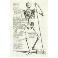 Anatomical diagram showing human skeleton, front view, with legends-Paper Art-18"x26"