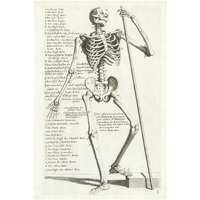 Anatomical diagram showing human skeleton, front view, with legends-Paper Art-26&quotx38"