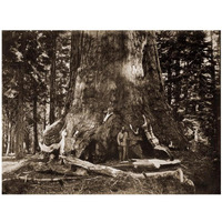 The "Grizzly Giant" - 33 feet diameter - with Galen Clark, Mariposa Grove, Yosemite, California, 1861-Paper Art-18"x14"