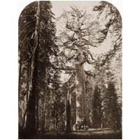 Grizzly Giant - 33 ft. diam. -  Mariposa Grove, Yosemite, California, 1861-Paper Art-14"x18"