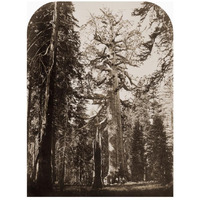 Grizzly Giant - 33 ft. diam. -  Mariposa Grove, Yosemite, California, 1861-Paper Art-20"x26"