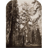 Grizzly Giant - 33 ft. diam. -  Mariposa Grove, Yosemite, California, 1861-Paper Art-19"x24"