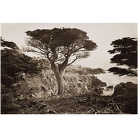 Cypress Point, Monterey, California, about 1880s-Paper Art-20"x14"