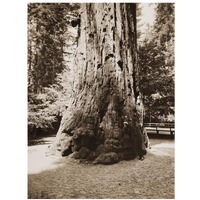 Big Tree Felton (Redwood), Santa Cruz, California, 1880s-Paper Art-14"x18"