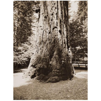 Big Tree Felton (Redwood), Santa Cruz, California, 1880s-Paper Art-20"x26"