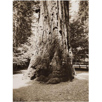 Big Tree Felton (Redwood), Santa Cruz, California, 1880s-Paper Art-19"x24"