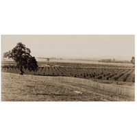 Young Orchard, Palermo, Butte County, California, 1888-1891-Paper Art-26"x14"