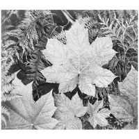 Leaves, Glacier National Park, Montana - National Parks and Monuments, 1941-Paper Art-18"x16"