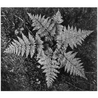 Ferns, Glacier National Park, Montana - National Parks and Monuments, 1941-Paper Art-18"x16"