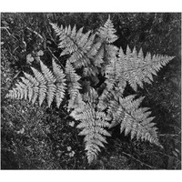 Ferns, Glacier National Park, Montana - National Parks and Monuments, 1941-Paper Art-24"x21"