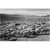 Flock in Owens Valley - National Parks and Monuments, 1941-Paper Art-24"x17"