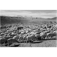 Flock in Owens Valley - National Parks and Monuments, 1941-Paper Art-38"x26"