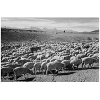 Flock in Owens Valley - National Parks and Monuments, 1941-Paper Art-42"x28"