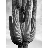 Detail of cactus Saguaros, Saguro National Monument, Arizona, ca. 1941-1942-Paper Art-18"x24"