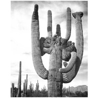 View of cactus and surrounding area Saguaros, Saguaro National Monument, Arizona, ca. 1941-1942-Paper Art-15"x18"