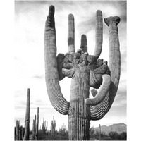 View of cactus and surrounding area Saguaros, Saguaro National Monument, Arizona, ca. 1941-1942-Paper Art-20"x24"