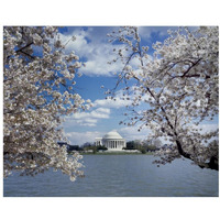 Jefferson Memorial with cherry blossoms, Washington, D.C.-Paper Art-22"x18"